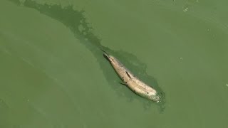 Toxic algae bloom threatens Florida waters [upl. by Leribag]