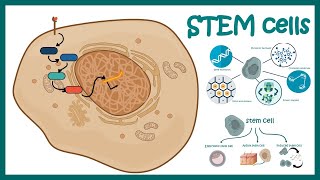 What is stem cell therapy [upl. by Agathy443]