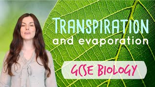 TRANSPIRATION GCSE Biology 91  Combined Sci Revision amp Questions [upl. by Crandall397]