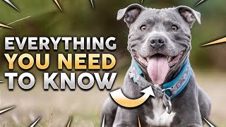 STAFFORDSHIRE BULL TERRIER 101 Everything You Need To Know About Owning a STAFFY Puppy [upl. by Turnbull401]