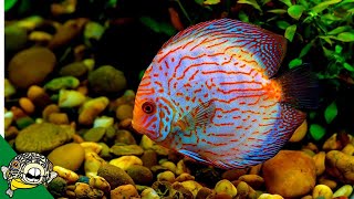 Discus Fish Care Guide FOR BEGINNERS [upl. by Theone]