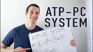 ATP PC System Explained [upl. by Season]