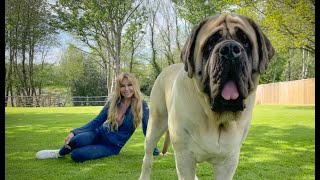 THE ENGLISH MASTIFF  THE WORLD’S HEAVIEST DOG [upl. by Eatton733]