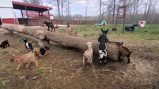 Jumping Nigerian dwarf goats are super fun and adorable [upl. by Kurtzig]