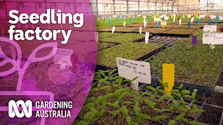 Lockdown seedling production in the plant plant  Discovery  Gardening Australia [upl. by Oinimreh]