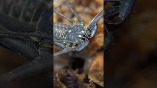 Tailless Whip Scorpion [upl. by Teage]