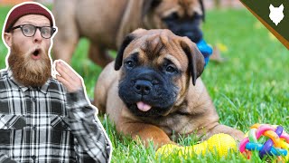 What To Do With A NEW BULLMASTIFF PUPPY [upl. by Oleusnoc366]