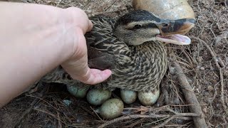 Duck Eggs Hatching  Duck Harvesting Eggs to Chicks [upl. by Elem]