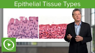 Epithelial Tissue Sections amp Functions – Histology  Lecturio [upl. by Asela]