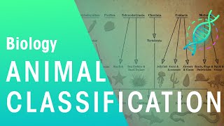 Animal Classification  Evolution  Biology  FuseSchool [upl. by Nanahs235]