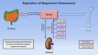 Magnesium Disorders [upl. by Dinin663]