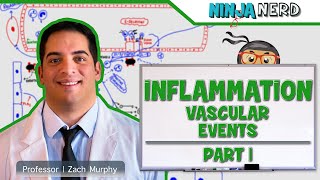 Immunology  Inflammation Vascular Events Part 1 [upl. by Gowrie524]