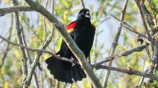 Red Winged Blackbird Song And Calls [upl. by Annoya]