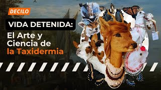 Vida detenida el arte y ciencia de la taxidermia [upl. by Anasxor566]