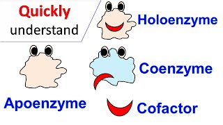 Cofactors  Coenzymes  Holoenzyme  Apoenzyme [upl. by Gerrald]