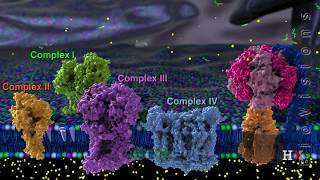 Mitochondria Structure And function [upl. by Seaman]