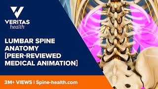 Lumbar Spine Anatomy Peerreviewed Medical Animation [upl. by Dnomde37]