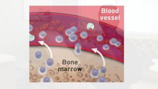 Stem Cell PreCollection and Mobilization [upl. by Mayberry]