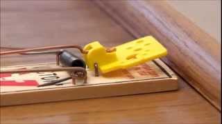 Victor Easy Set Mouse Trap [upl. by Scherle276]