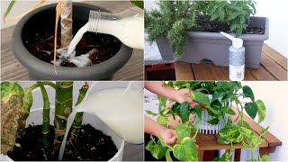 4 tips to keep your plants healthy [upl. by Yzzo]