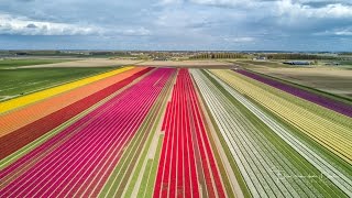 Tulips by drone  4K [upl. by Dash]