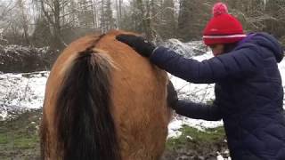 The Equine Colic Pump  Palpation Massage Method [upl. by Leonerd]