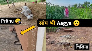 Prithu का New Video 😃 Mind Relaxing Vlog❤️  cowsblike [upl. by Graehl]