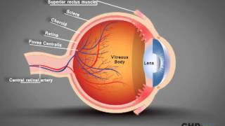 Action of Extraocular Muscles [upl. by Suhploda877]