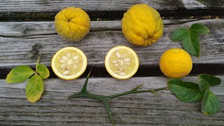 Trifoliate Orange or Hardy or Bitter Orange in Germany Poncirus trifoliata [upl. by Kosse]