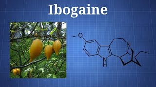 Ibogaine and Iboga What You Need To Know [upl. by Annahsal488]