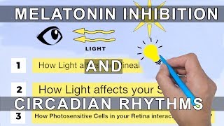 Melatonin Inhibition and Circadian Rhythms [upl. by Bari]