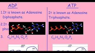 ADP Vs ATP Quick Differences amp Comparison [upl. by Friedland]