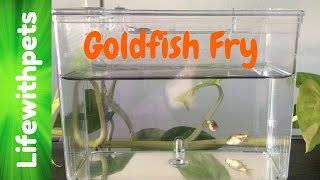 Goldfish Fry From Birth to 4 weeks [upl. by Chloras316]