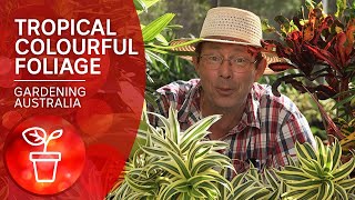 Tropical plants for long lasting colour [upl. by Greggory]