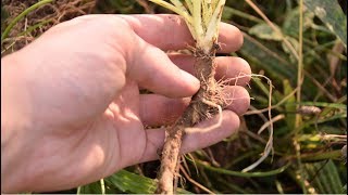 How To Harvest Wild Carrot Queen Annes Lace Daucus Carota  Wild Edibles [upl. by Annayehc]