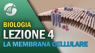 BIOLOGIA  Lezione 4  La Membrana Cellulare [upl. by Hakon130]