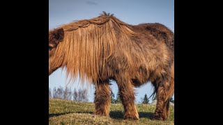 Cushings PPID and Metabolic Syndrome in Horses [upl. by Mita]