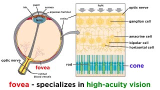 Visual Processing and the Visual Cortex [upl. by Ennovaj]