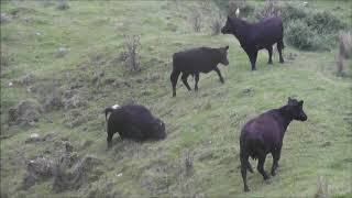 Wild Bull Hunting NZ 1 Raukumara Wild Bulls [upl. by Alyehc475]