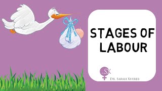 Stages of Labour [upl. by Natalia]