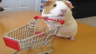 Funny And Cute Guinea Pig Videos  Compilation 2020 [upl. by Leasim]