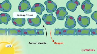 Gas Exchange in Plants  Biology  Secondary [upl. by Yrailih]