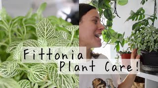 Fittonia Plant Care Tips amp Tricks  Fittonia Houseplant Care [upl. by Aldercy809]