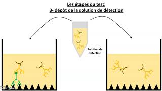 Le test immunologique ELISA [upl. by Erastes]