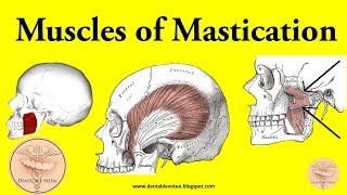 Muscles of Mastication made easy [upl. by Tatianas]