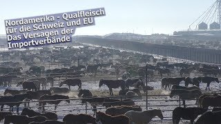 PferdeQualfleisch aus Nordamerika  2019 [upl. by Frechette]