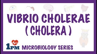 Vibrio Cholerae Cholera  Pathophysiology  Symptoms  Diagnosis  Treatment [upl. by Erihppas]