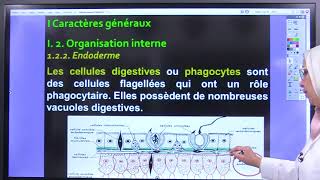 4Biologie des Org Animaux Embranchement des Cnidaires [upl. by Tamar]