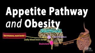 The Brains HungerSatiety Pathways and Obesity Animation [upl. by Yllas]