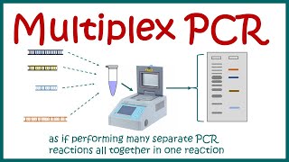 Multiplex PCR [upl. by Jeni]